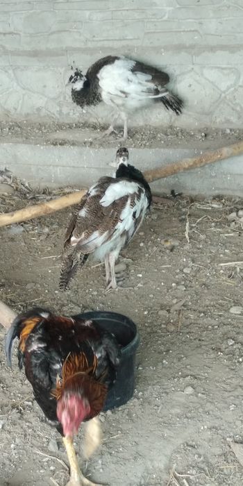 Arlikin tovus 9 oylik tani joni sogʻ