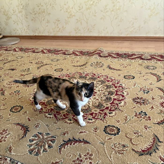 Отдам кошечку в хорошие руки