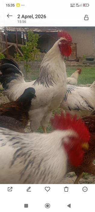 Adler xo'rozlar bor 150000