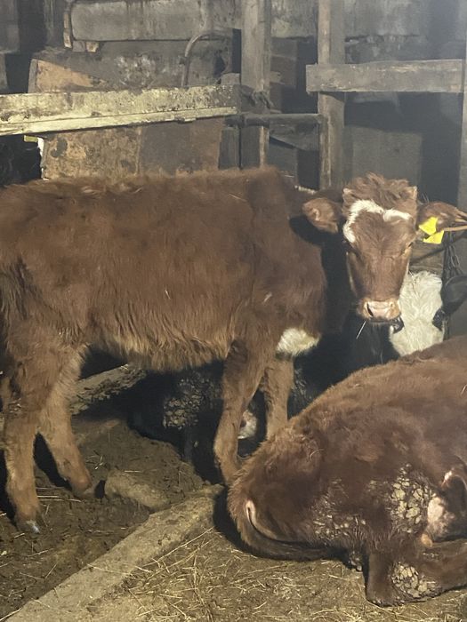 Телочка  1 год  поселок Акоре