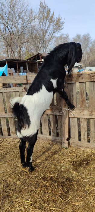 БиталоКамориНуб козел