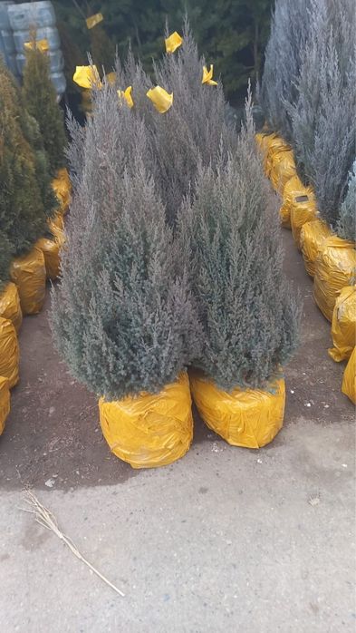 Саженцы көшет всех видов