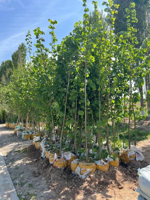 Продам декоративные деревья, в любом количестве