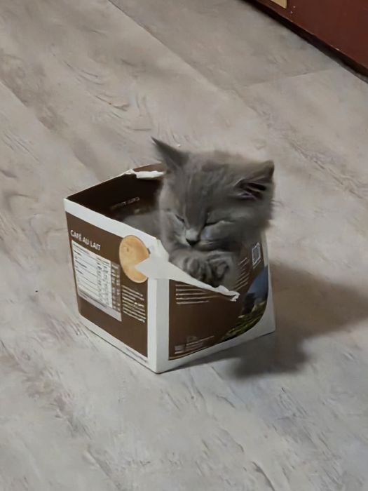 British shorthair blue