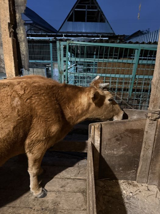 Дойная корова с теленком