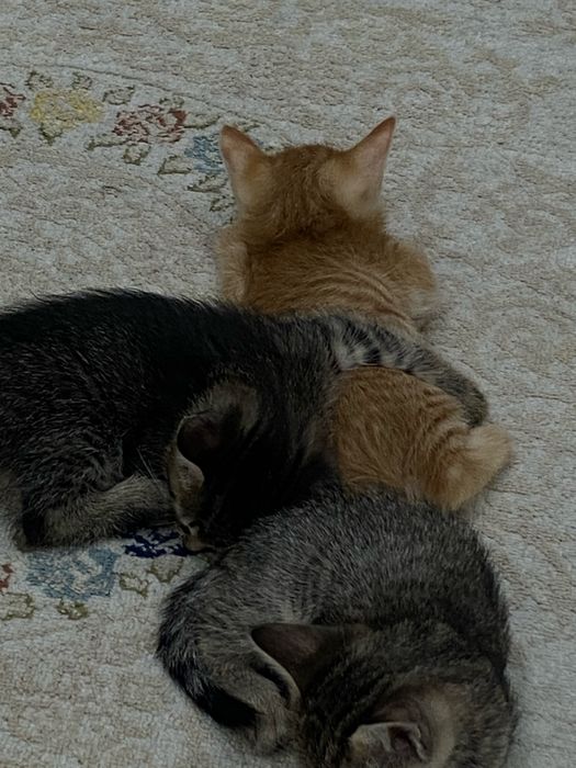 котята все мальчики