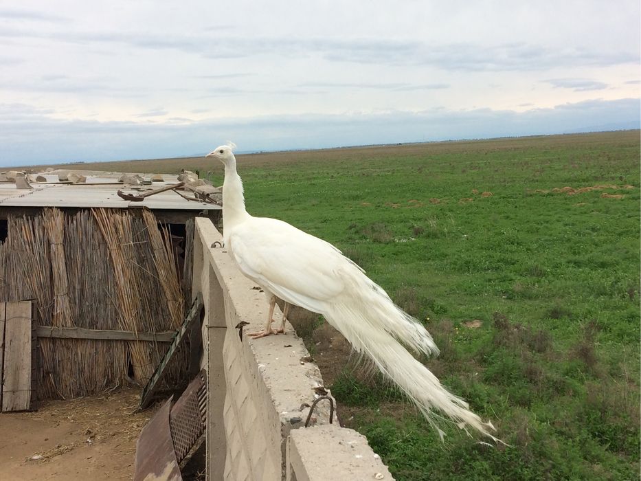 Индиское жар птица Павлины самка самец