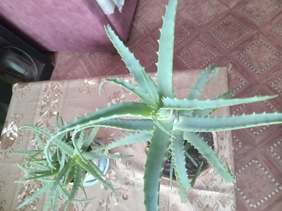 Продам алое лечебный