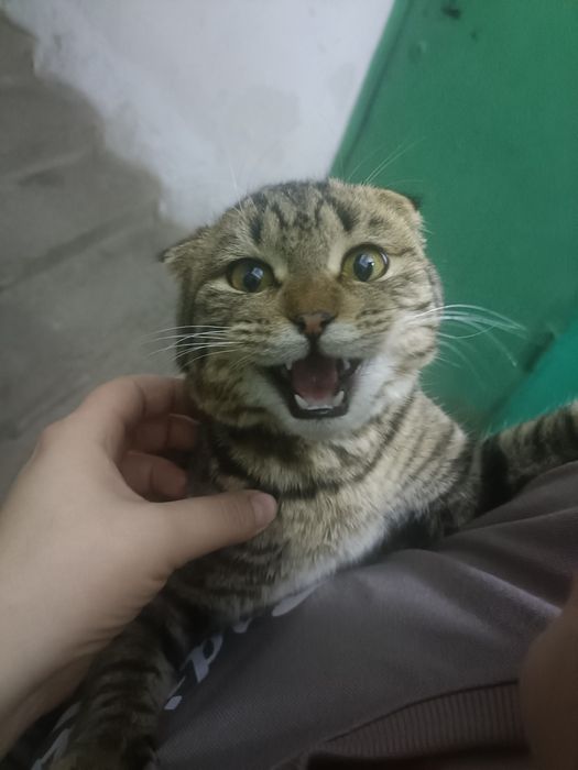 Котенок вислоухий