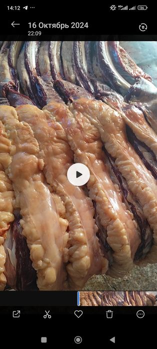 Соғым  жылқы. еті