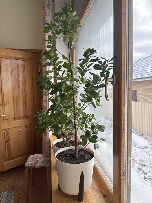 Фикус для офиса и дома