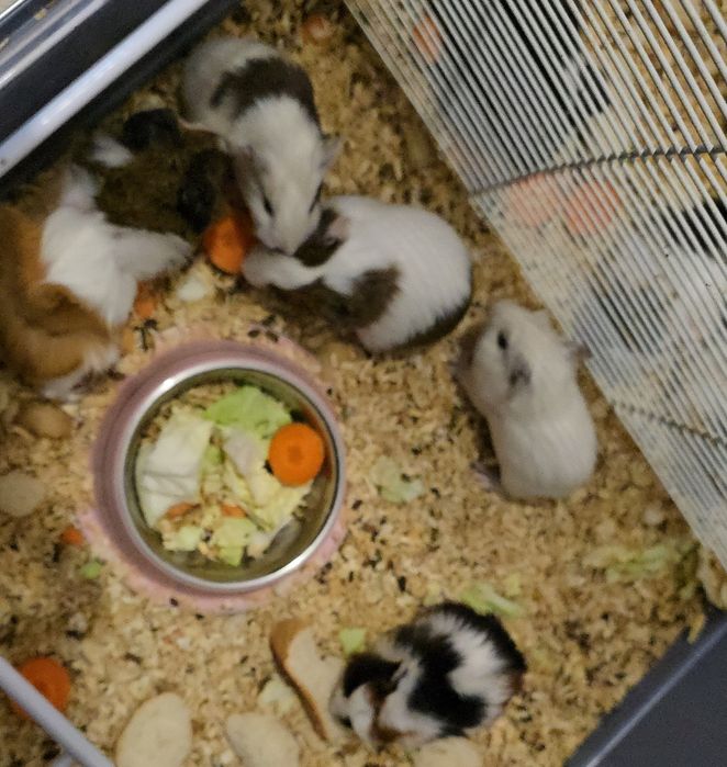 Maimuțoi îmblăniti