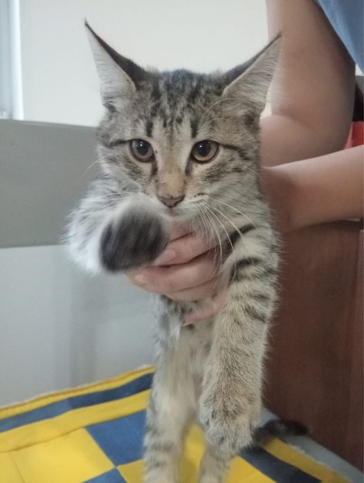 Отдам котёнка в хорошие руки.