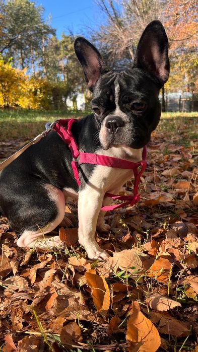 Потерялась собака