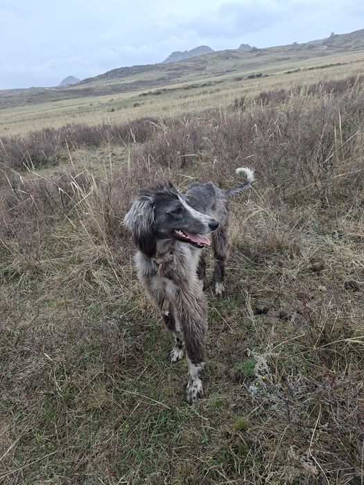 Тазы сатылады 40000