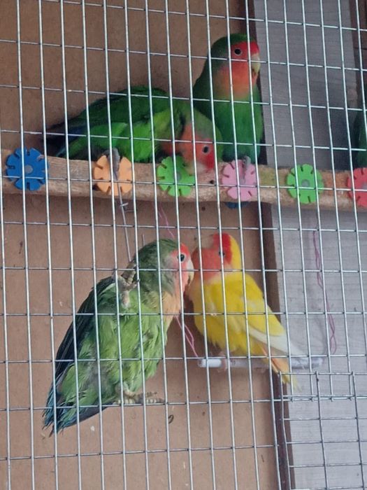 Попугай неразлучники