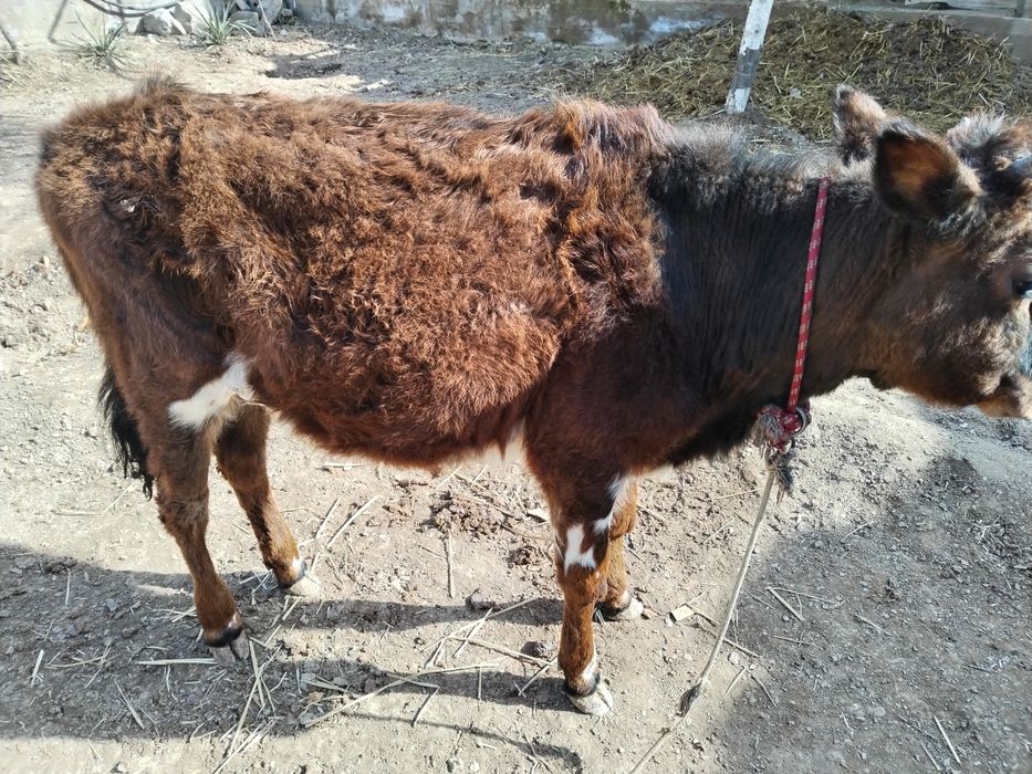Гуножин йахши йемланган