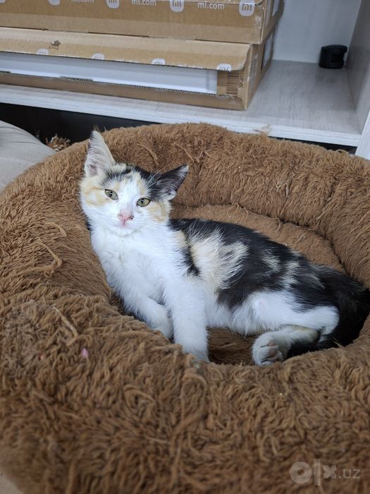 Котенок девочка трехцветная