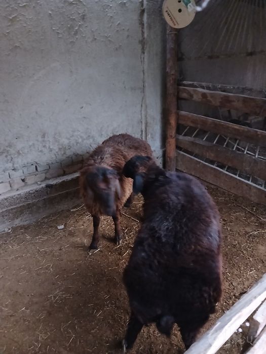 Qo'chqor  sotiladi Buxoro shahar daa maxosa