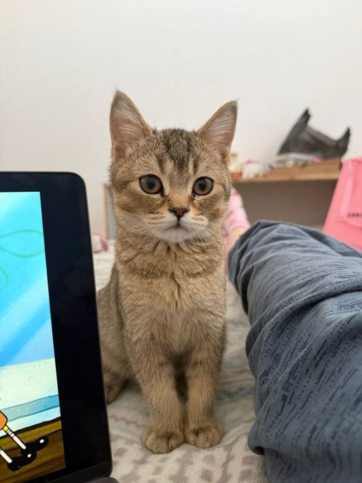 Кошка короткошерстный британец