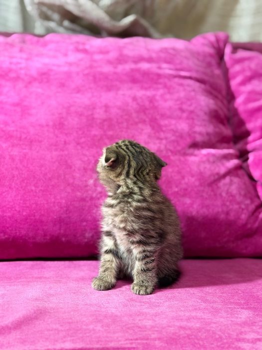 Продам котят британцев