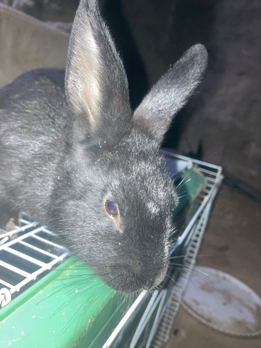 Ikkita qizbola Quyon Karliy.