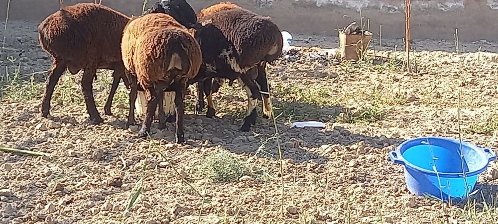 Казоки кучкорлар