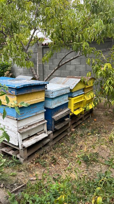 Продавам 8 кошера 12/ рамкови Силни/работещи…