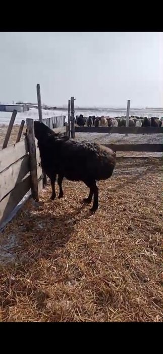 Кошкар 4-5 месяцев