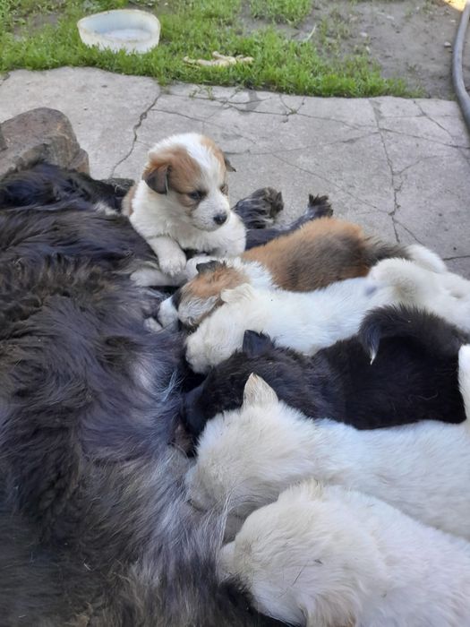 Отдам- щенков ..