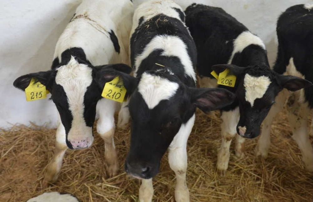 Телята бычки голштин ет