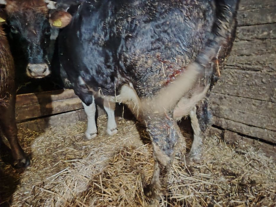 Junincă la prima fătare