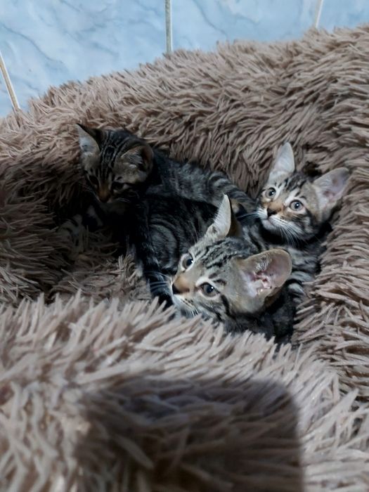 Продам бенгальских котят
