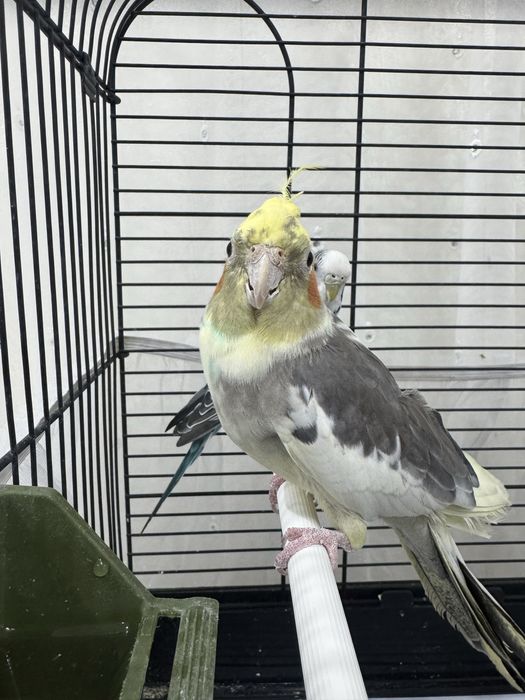 Срочно продаются попугаи