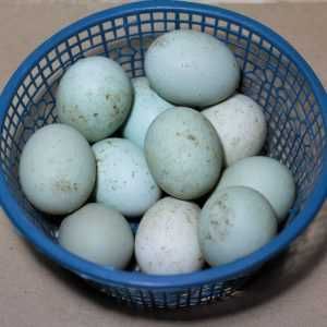 Oua de rață și gâscă spre vanzare