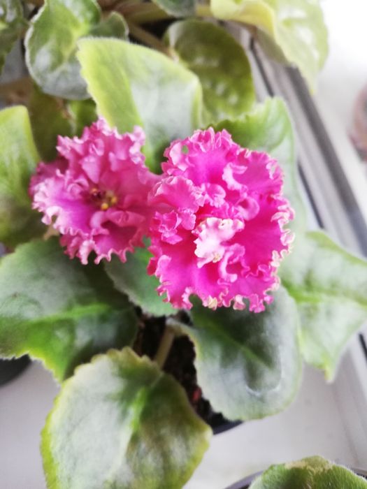 Продам комнатные цветы