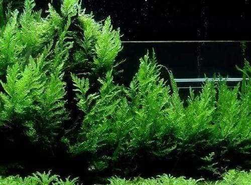 Bolbitis heudelotii și Microsorum –Plante naturale de acvariu.