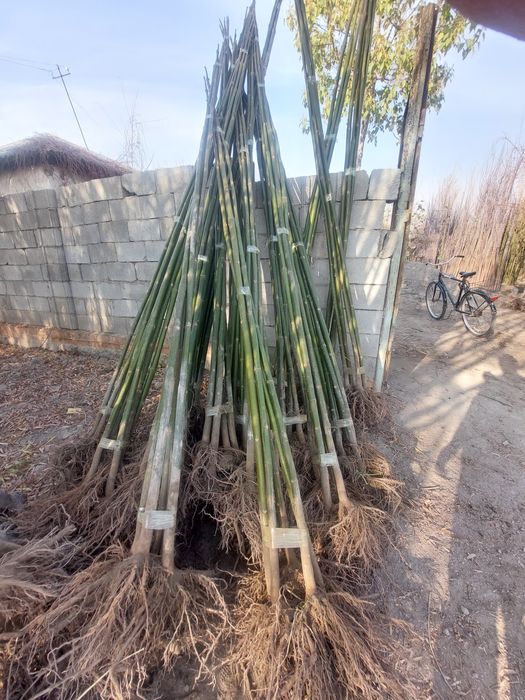 Каталпа Акатсия Yasin Yapon sakurasi Pavlovniya Кайрагоч бор