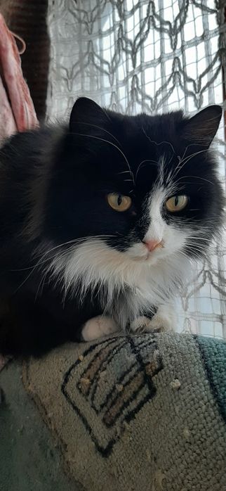 Кошечки домашние протдам Продам домик для кошки или маленькой собачки