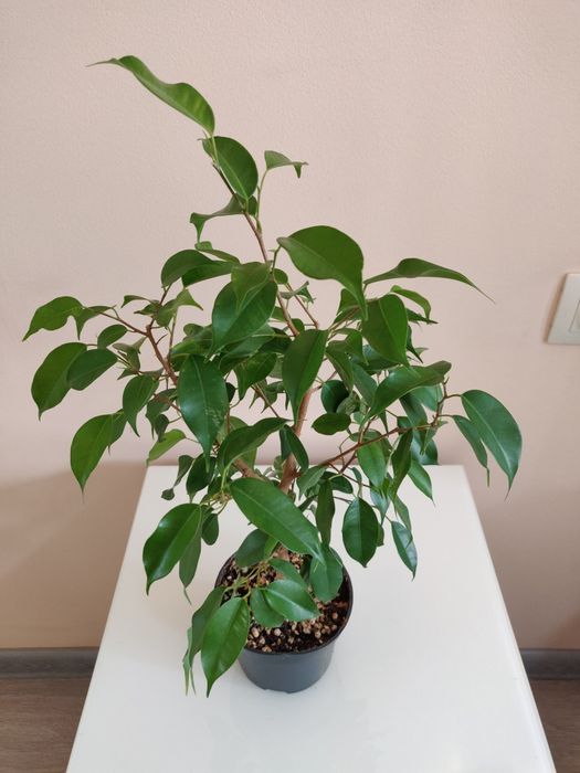 Фикус ( комнатное растение)