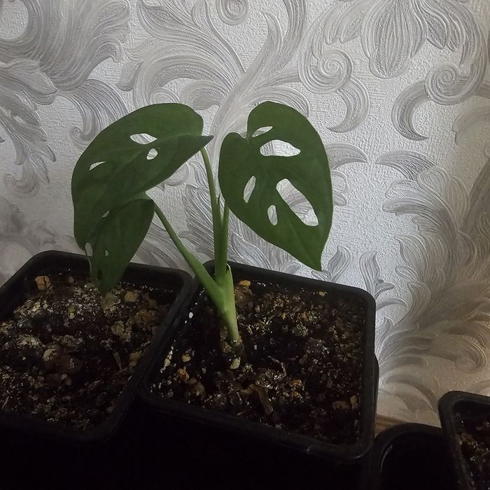 Продам Монстру Манки