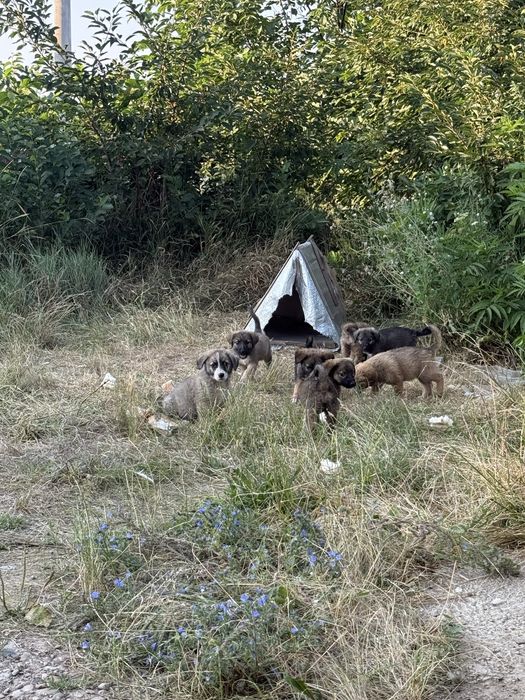 Caut casuta pentru acesti 8 catei
