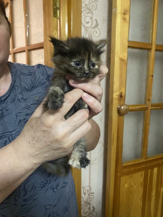 Отдам котят в добрые руки