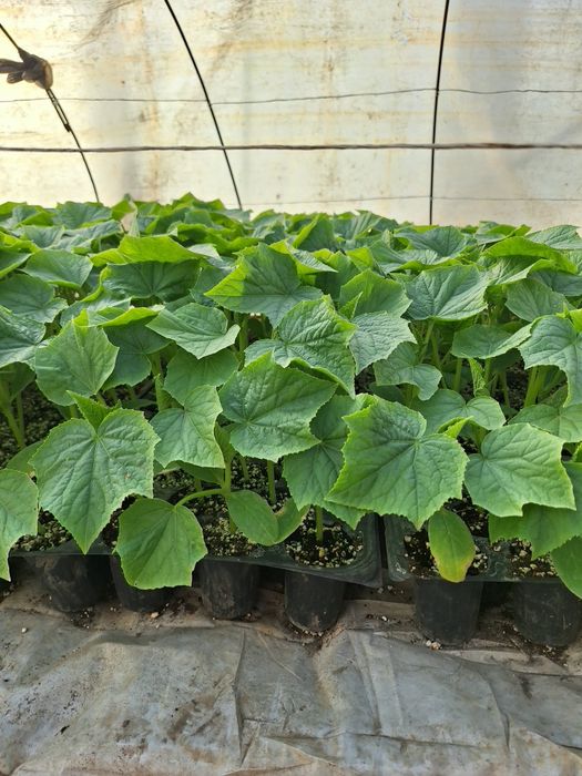 Краставици Сандра Голд