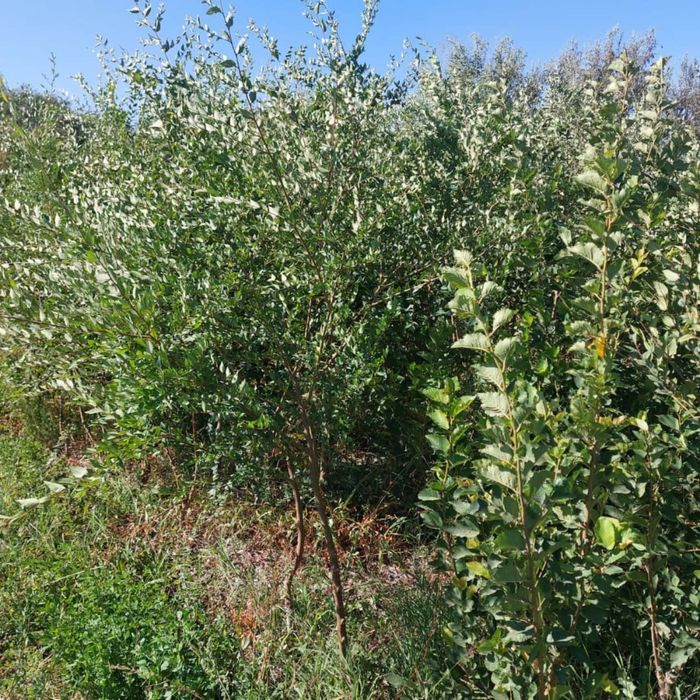 Вязь Карагач Сеянцы