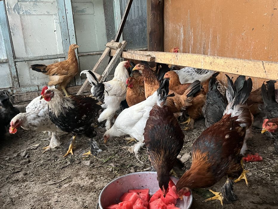 Продам кур петухов