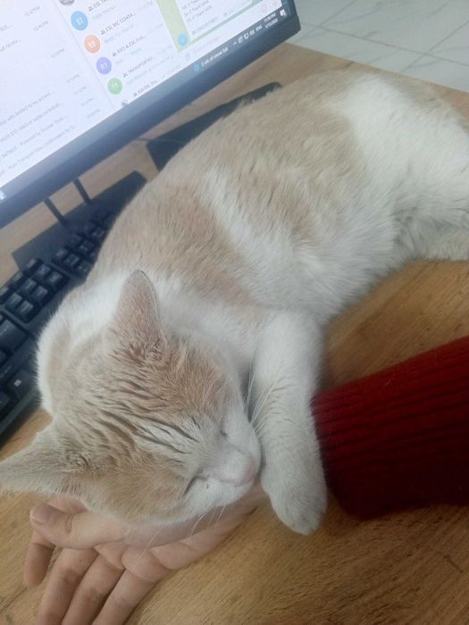 Mehribon Mushuk tekinga  Добрый кот бесплатно