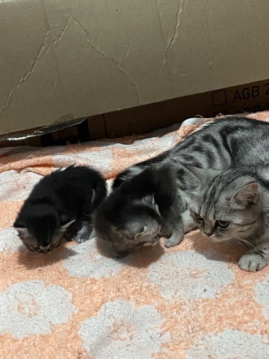 Котята британцы. Продажа