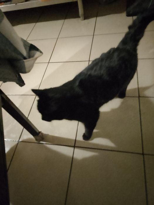 Отдам в добрые руки кота