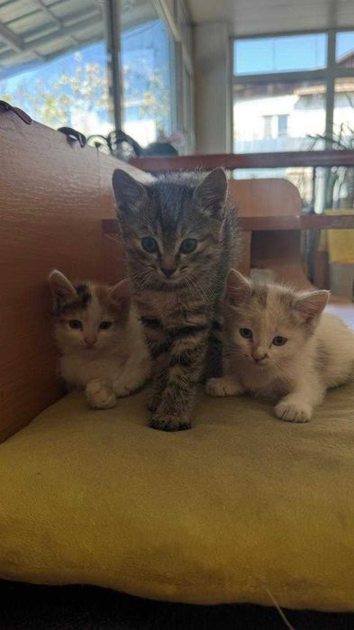 отдам котят в хорошие руки